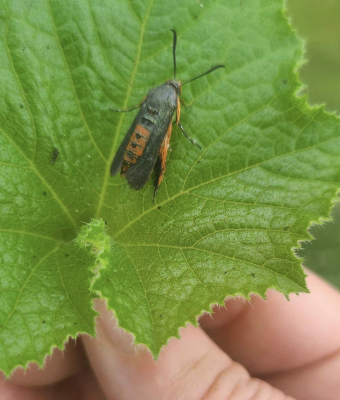 Black and red moth with long antennae on a squash leaf.